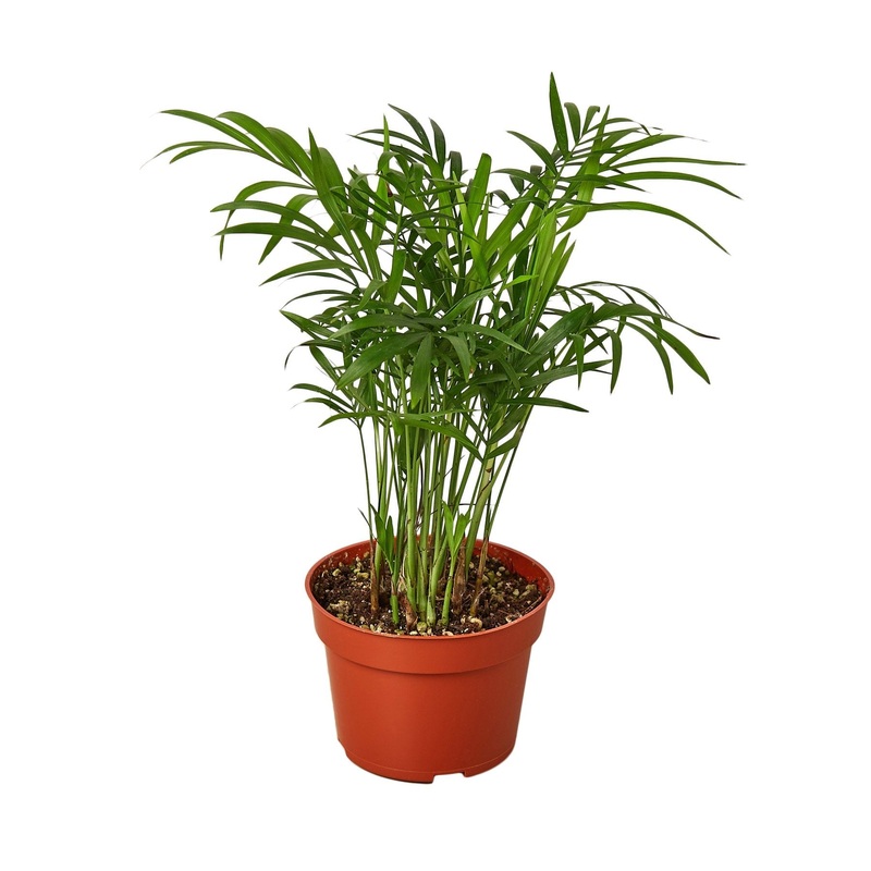 Parlor Palm – 4 Pot – NURSERY POT ONLY