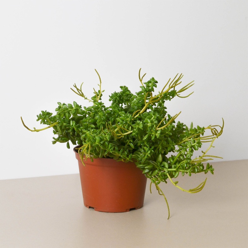 Peperomia Axillaris|6″ Pot