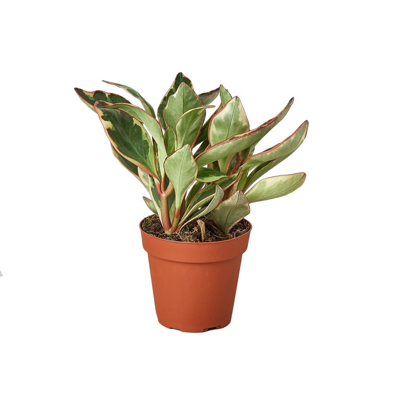 Peperomia ‘Ginny’ – NURSERY POT ONLY