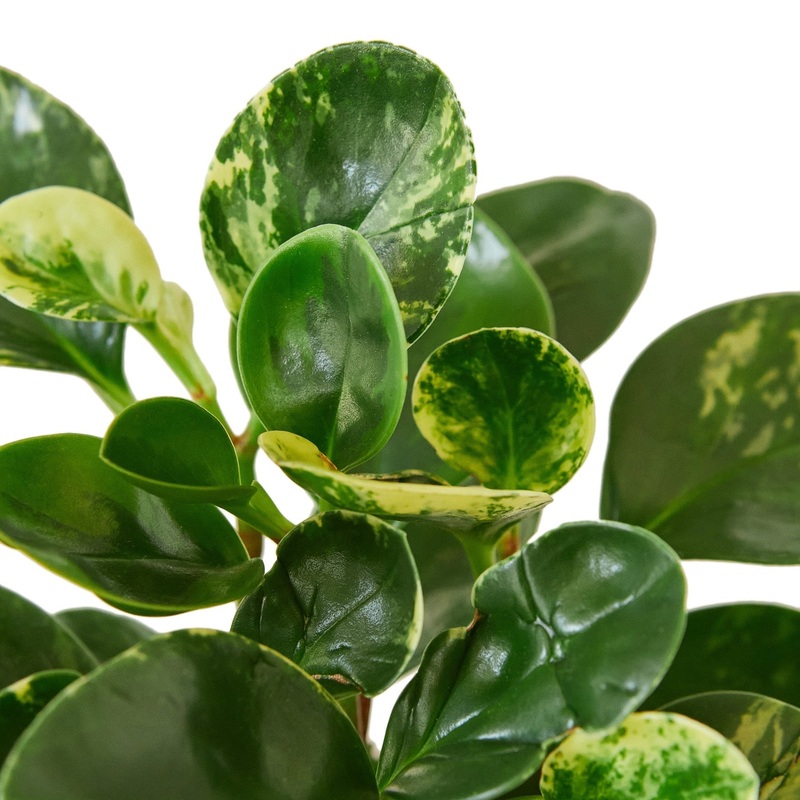 Peperomia ‘Marble’ – 6 Pot – NURSERY POT ONLY