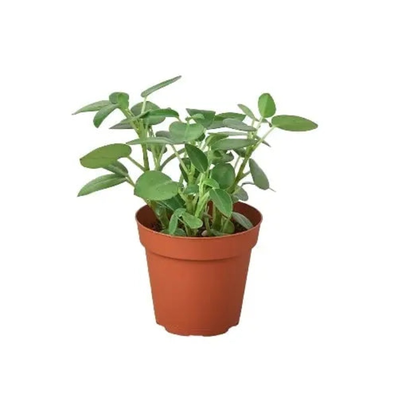 Peperomia Pixie|4″ Pot
