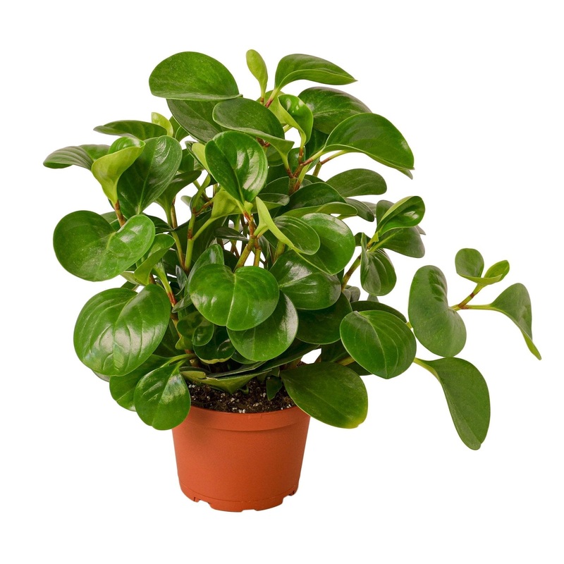 Peperomia Thailand – 6 Pot – NURSERY POT ONLY