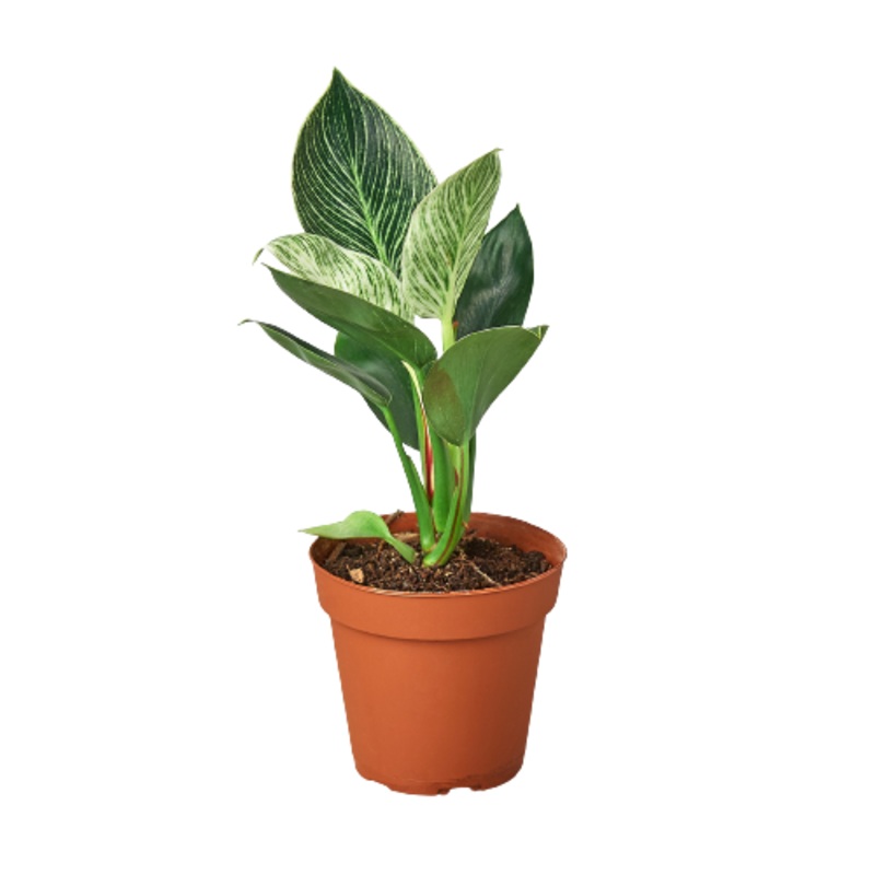 Philodendron ‘Birkin’ – 4 Pot – NURSERY POT ONLY