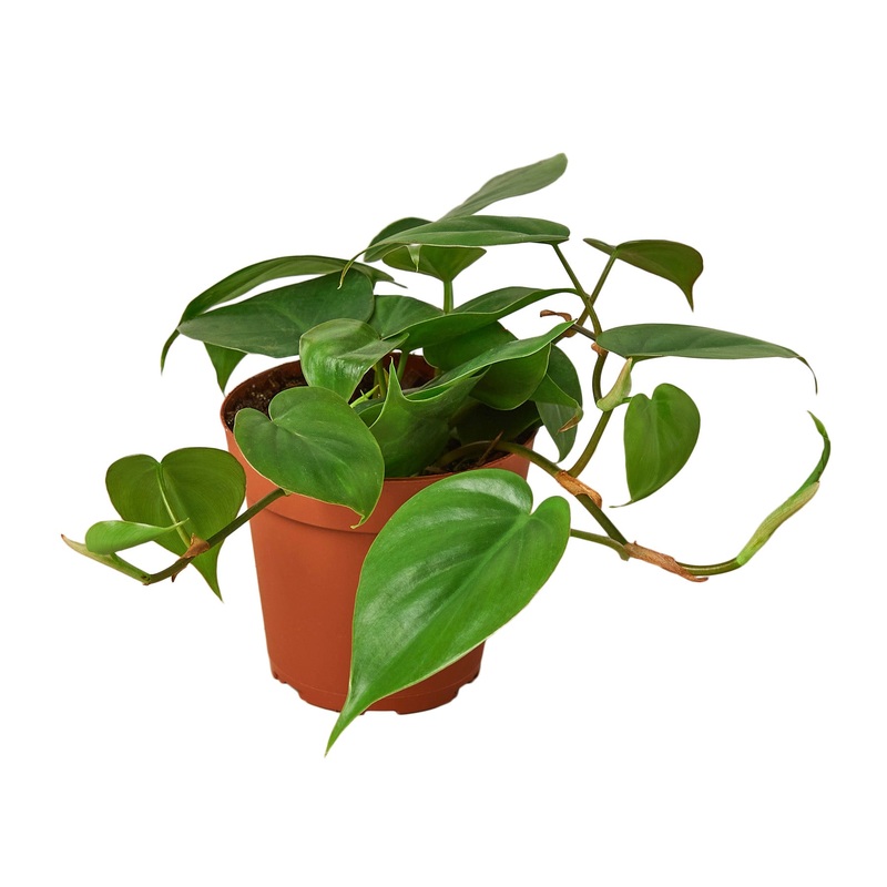 Philodendron Cordatum Heartleaf – 4 Pot – NURSERY POT ONLY