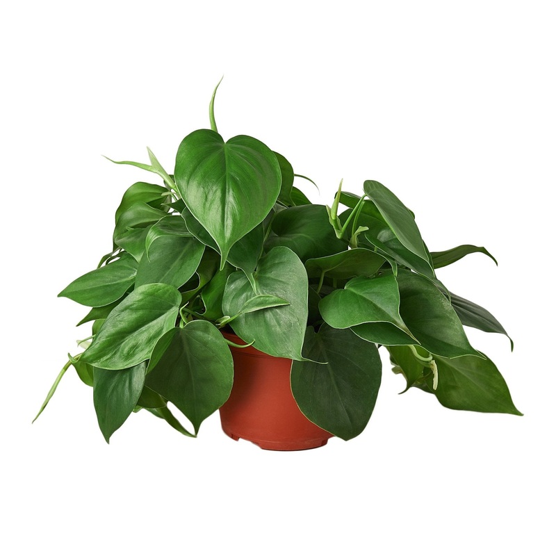 Philodendron Cordatum Heartleaf – 6 Pot – NURSERY POT ONLY