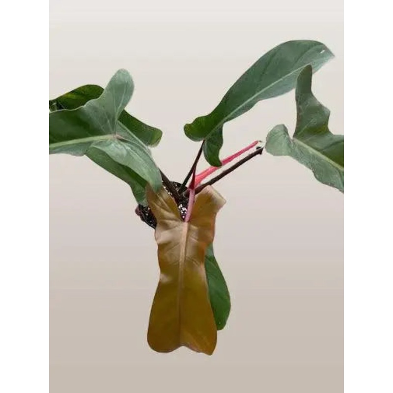 Philodendron Florida Bronze|4″ Pot