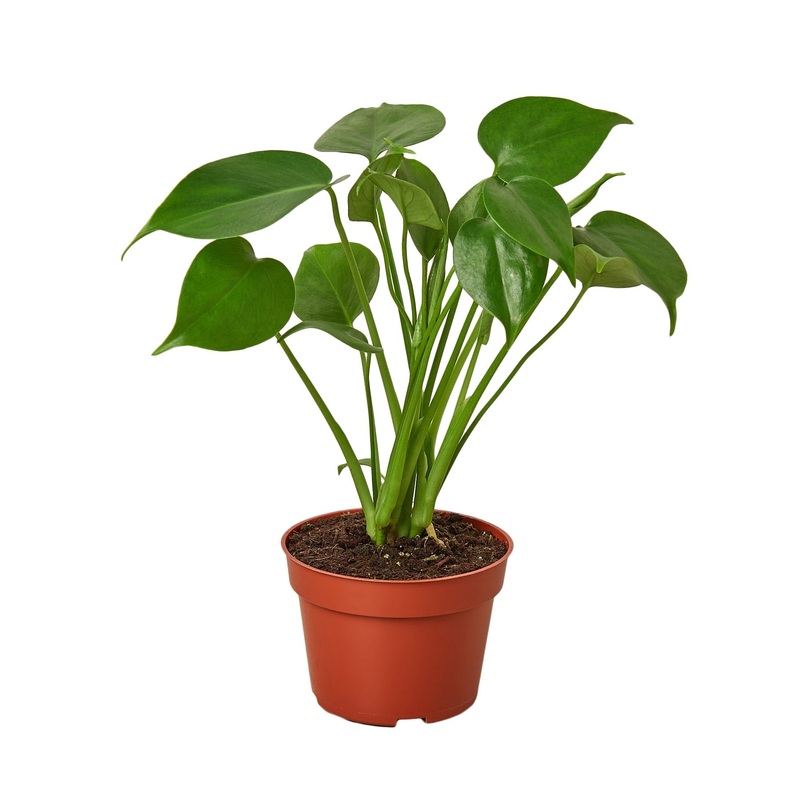 Philodendron Monstera Split-Leaf – 4 Pot – NURSERY POT ONLY
