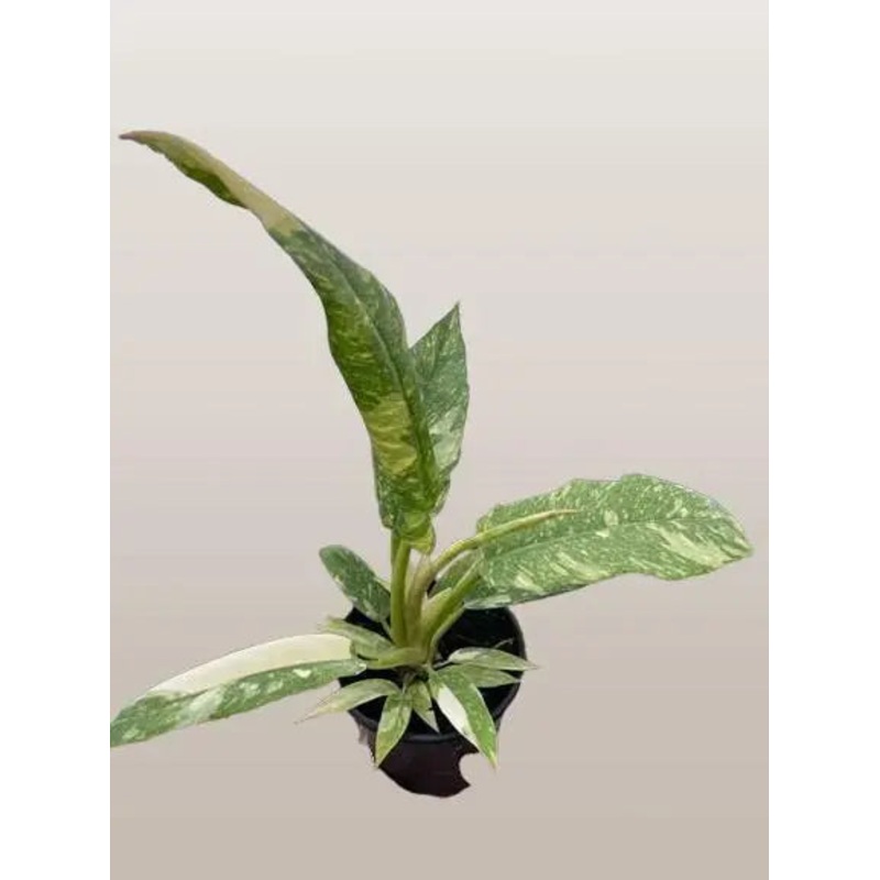 Philodendron Ring of Fire|4″ Pot