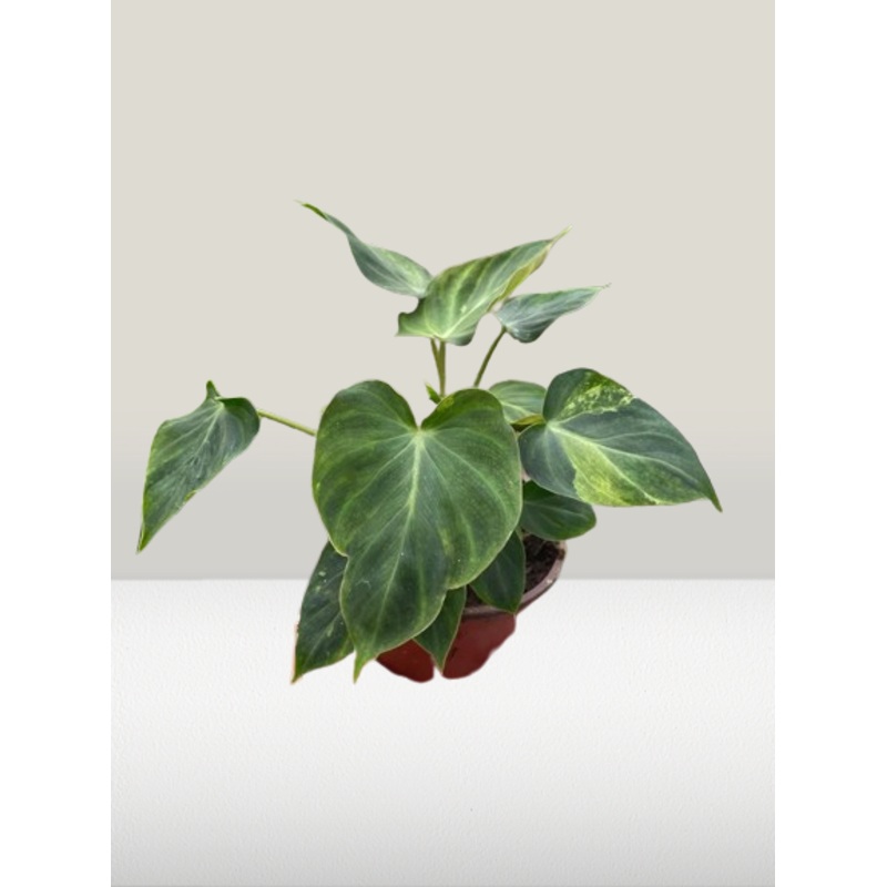 Philodendron Verrucosum|4″ Pot