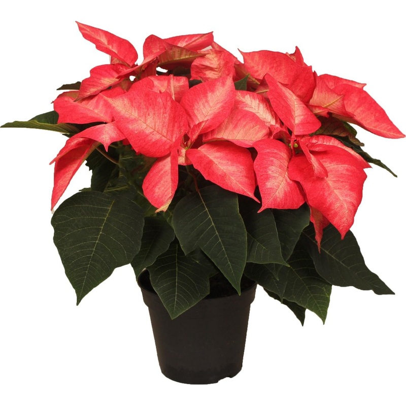 Poinsettia Ice Crystal|6″ Pot