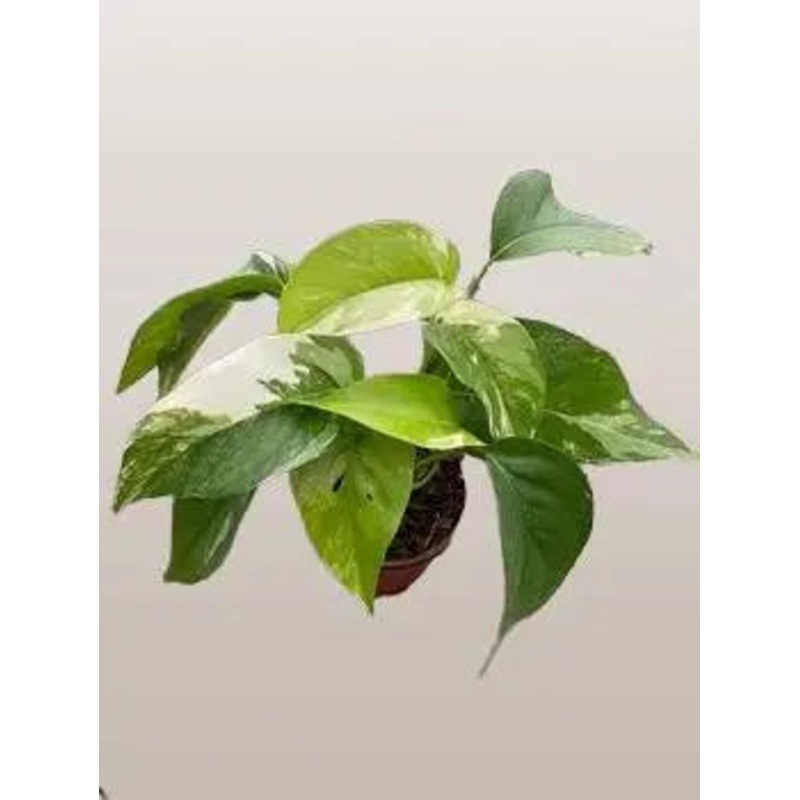 Pothos Albo Variegata  ***RARE***