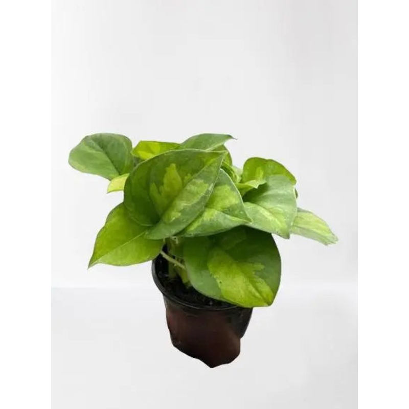 Pothos Global Green|4″ Pot