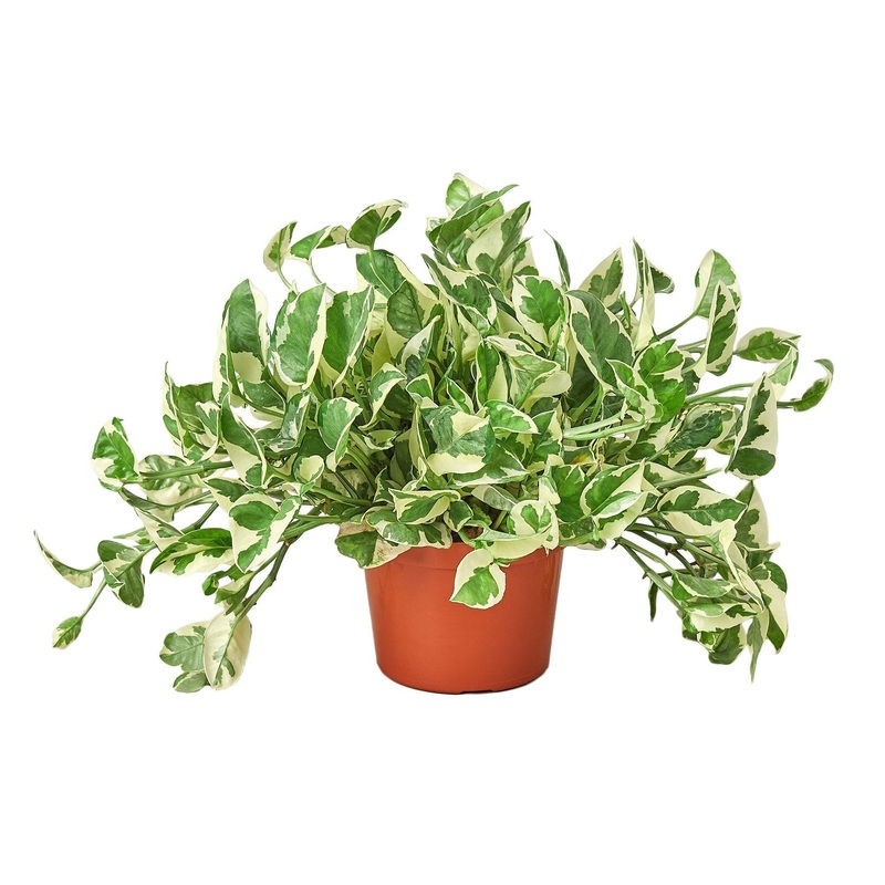 Pothos ‘N’joy’ – 6 Pot – NURSERY POT ONLY