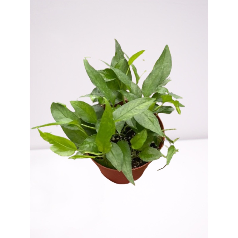 Pothos Skeleton Key|4″ Pot