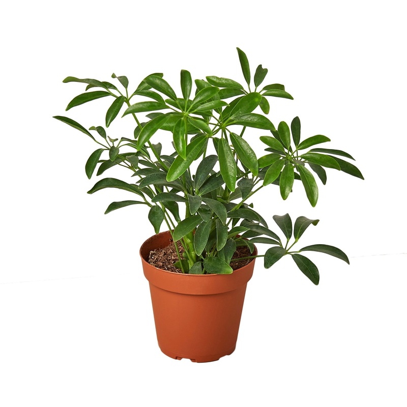 Schefflera Arboricola ‘Umbrella’ – 4 Pot – NURSERY POT ONLY