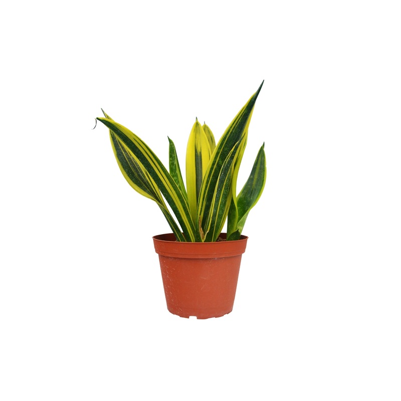 Snake Plant Gold Flame|4″ Pot|6″ Pot