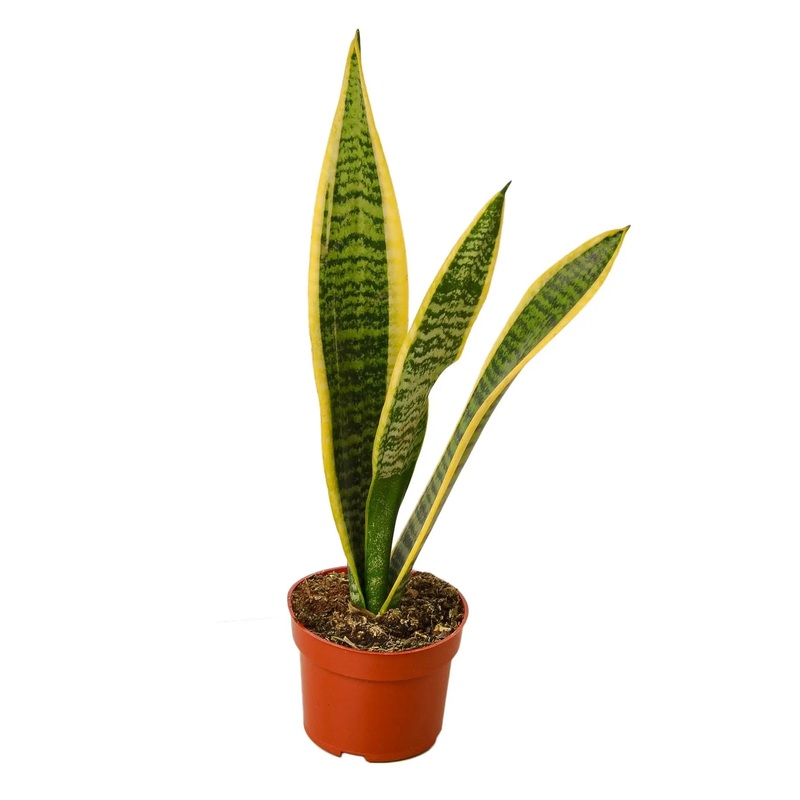 Snake Plant Laurentii|3″ Pot|4″ Pot|6″ Pot|8″ Pot