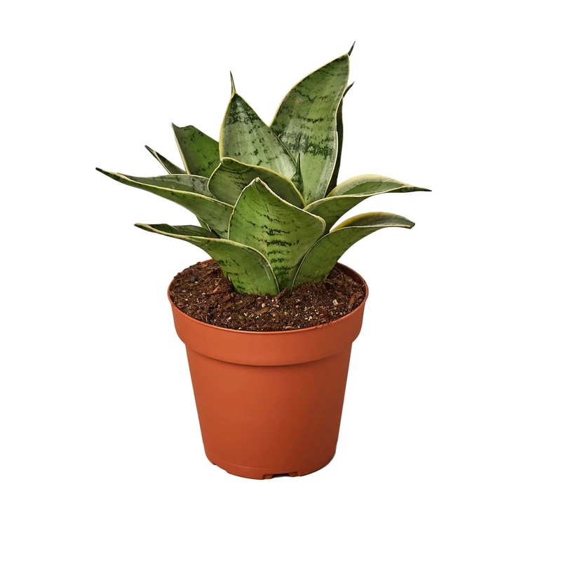 Snake Plant Starlight|3″ Pot|4″ Pot