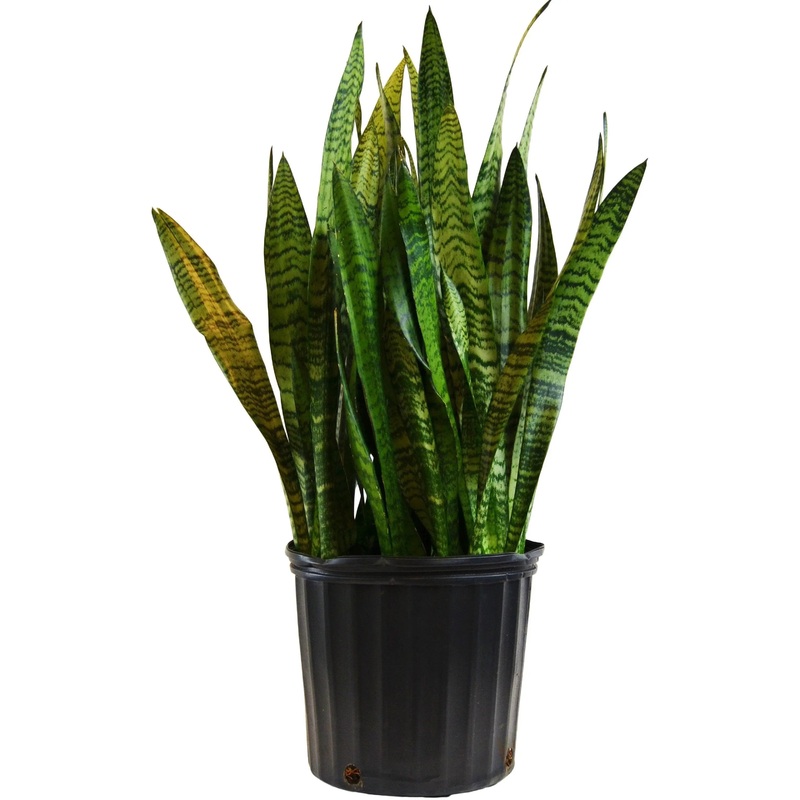Snake Plant Zeylanica (Sansevieria) – (10 inch Plant)