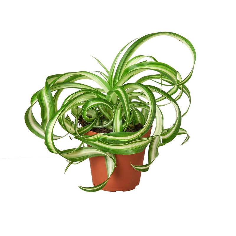 Spider Plant ‘Bonnie’ – 4 Pot – NURSERY POT ONLY