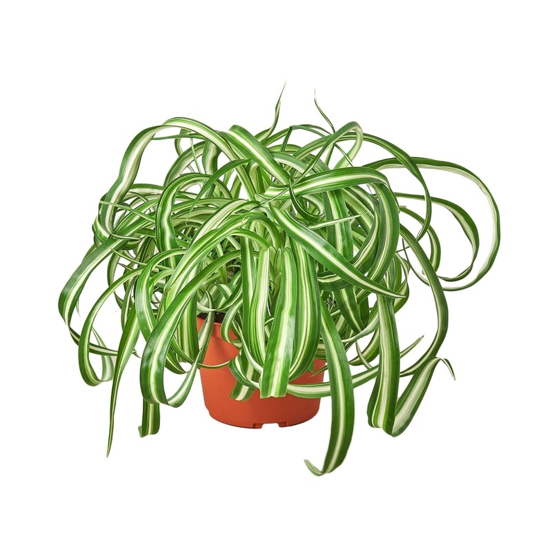 Spider Plant ‘Bonnie’ – 6 Pot – NURSERY POT ONLY