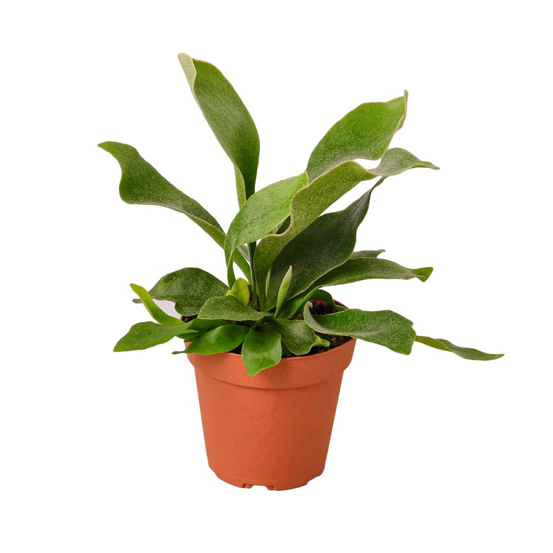 Staghorn Fern – 4 Pot – NURSERY POT ONLY