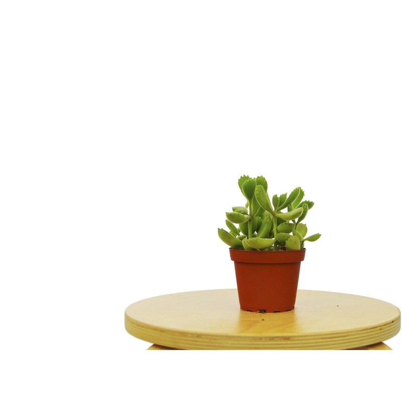 Succulent Cotyledon Bear’s Paw