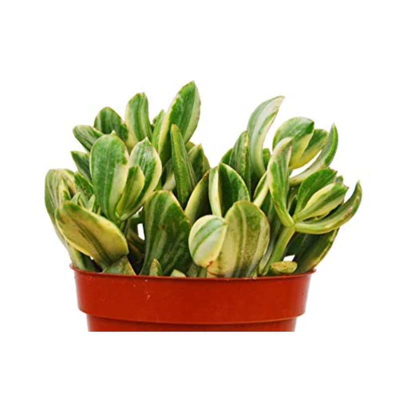 Succulent Crassula Variegated Jade