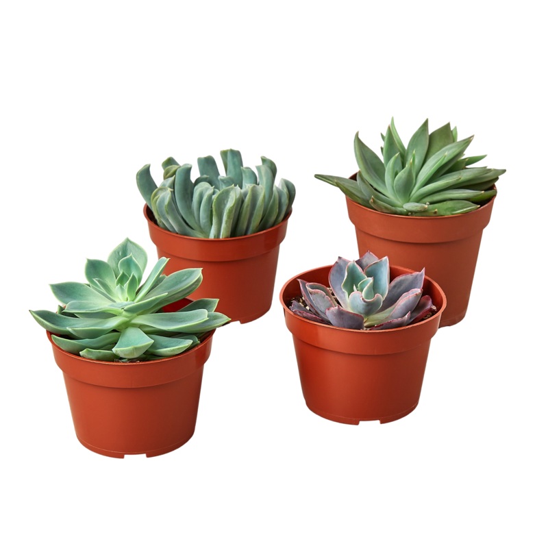 Succulent Echeveria Combo, 4-Pack