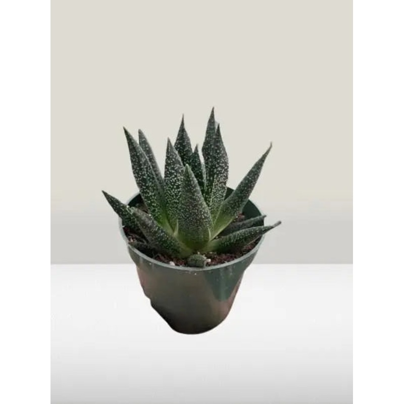 Succulent Gasteria Durban|3″ Pot|4″ Pot
