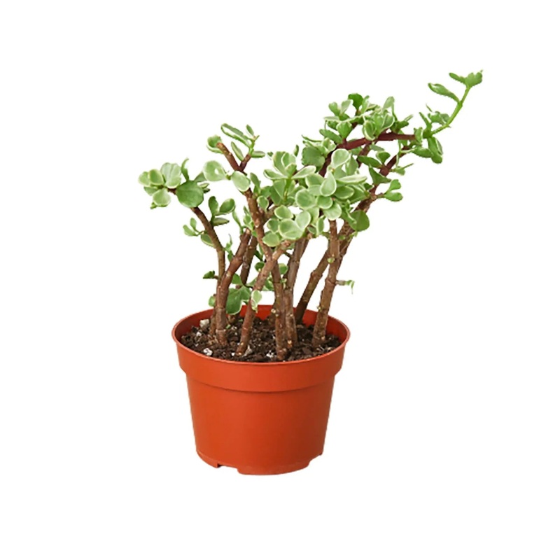 Succulent Rainbow Elephant Bush