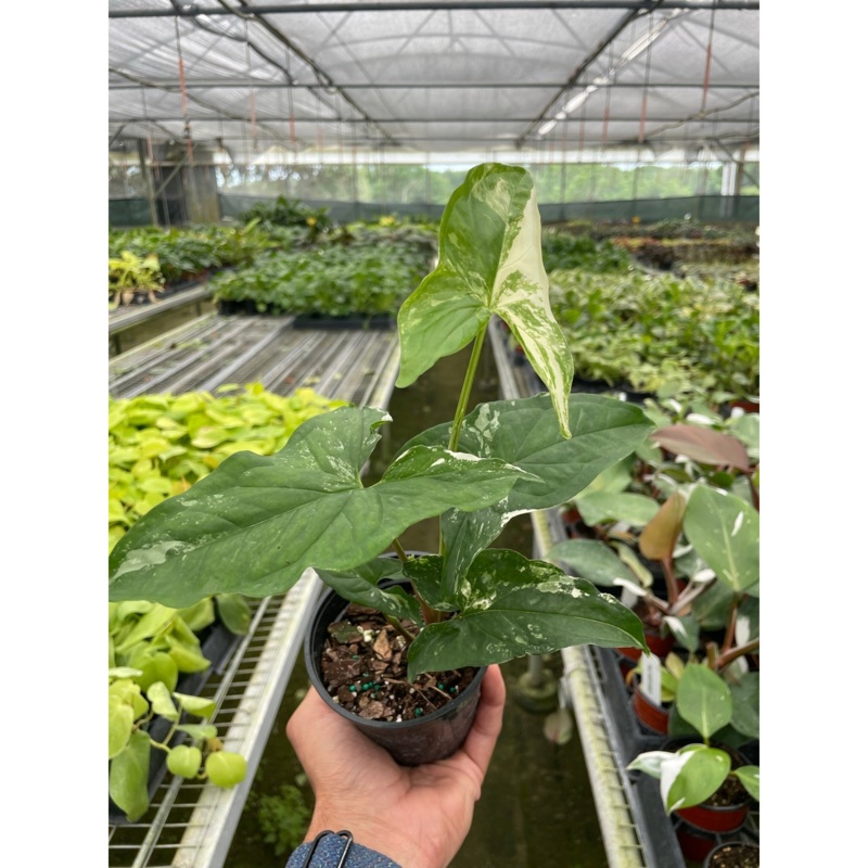 Syngonium Albo Variegata|4″ Pot