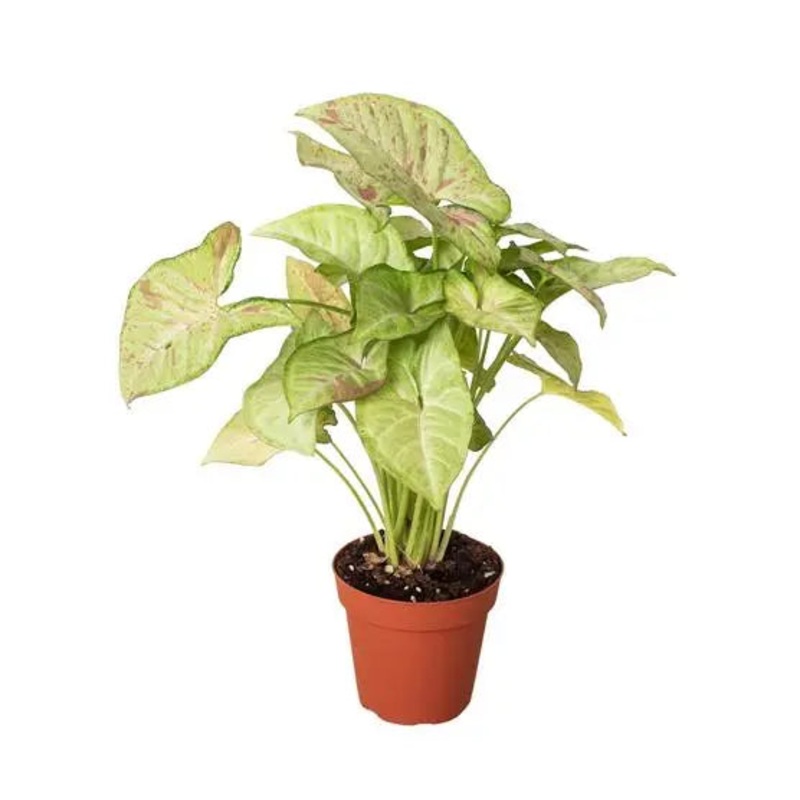 Syngonium Confetti|4″ Pot