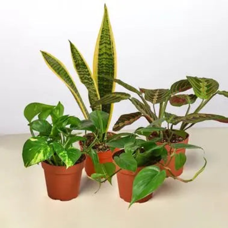 The Low Light Combo|4″ Pot|4 Plants