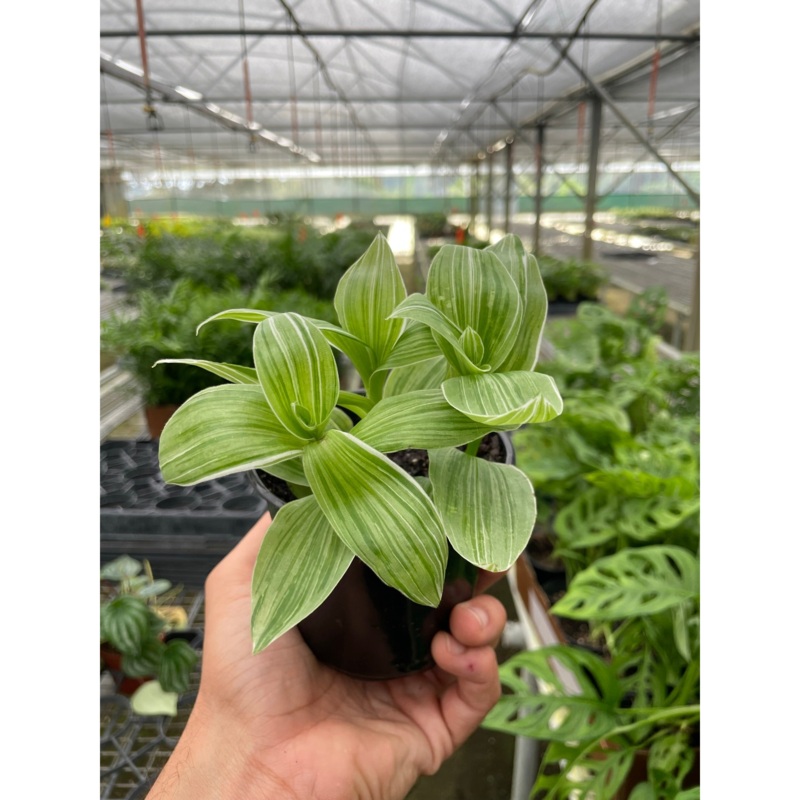 Tradescantia Sanna|4″ Pot