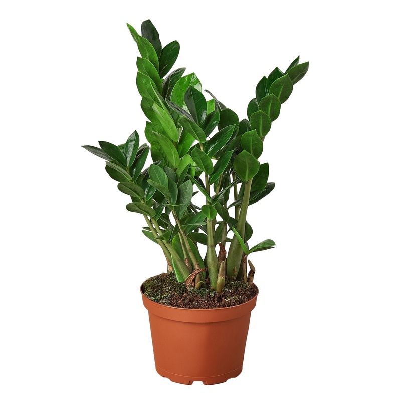 Zamioculcas Zamiifolia ZZ – 6 Pot –  NURSERY POT ONLY