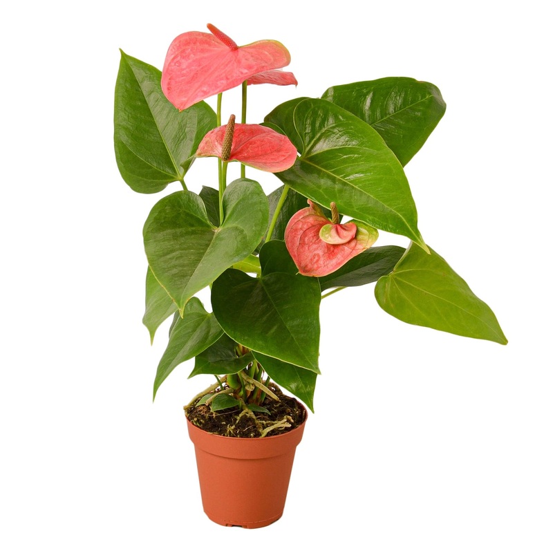 Anthurium ‘Pink’ – 4 Pot – NURSERY POT ONLY