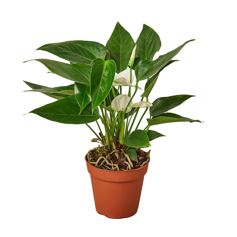 Anthurium ‘White’ – 4 Pot – NURSERY POT ONLY