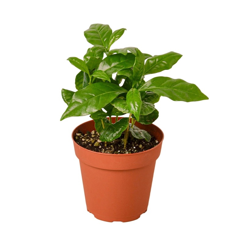 Arabica Coffee – NURSERY POT ONLY