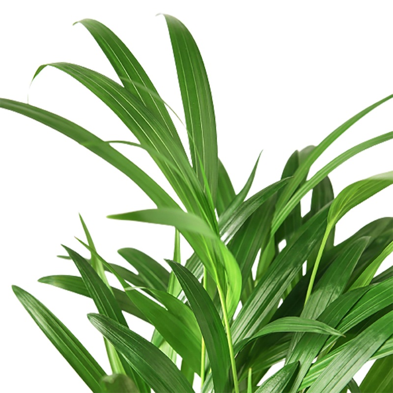 Areca Palm – 4 Pot – NURSERY POT ONLY