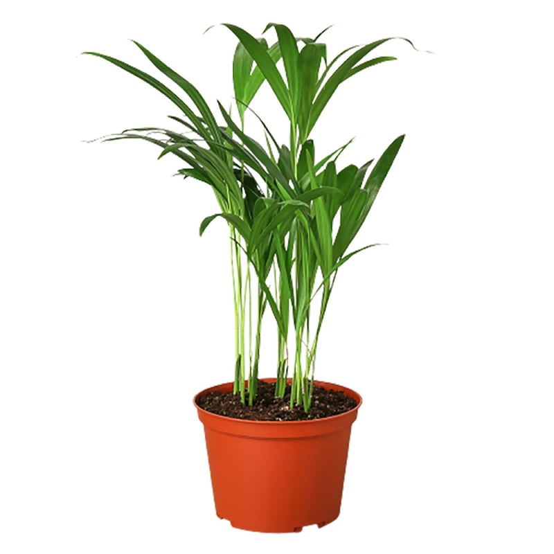 Areca Palm – 6 Pot – NURSERY POT ONLY