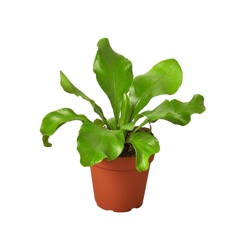Bird’s Nest ‘Nidus’ Fern – 4 Pot – NURSERY POT ONLY