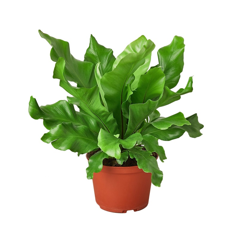 Bird’s Nest ‘Nidus’ Fern – 6 Pot – NURSERY POT ONLY