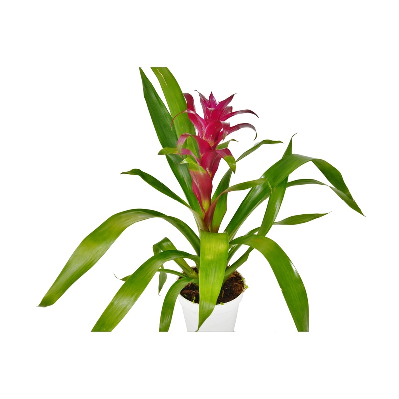 Bromeliad Guzmania ‘Purple’ – 4 Pot