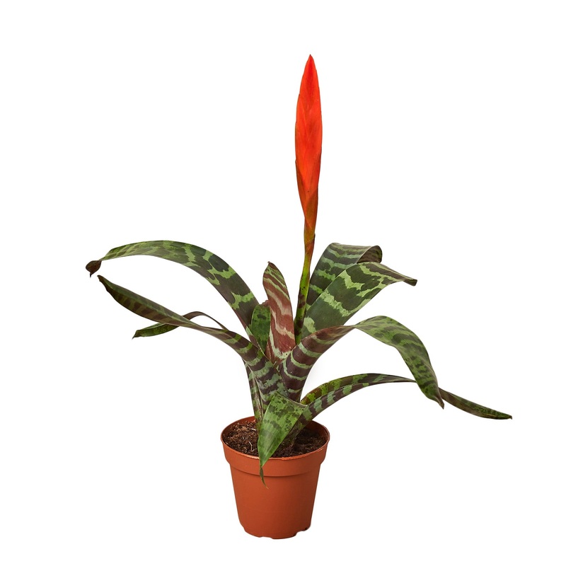 Bromeliad Vriesea ‘Splenriet’|4″ Pot