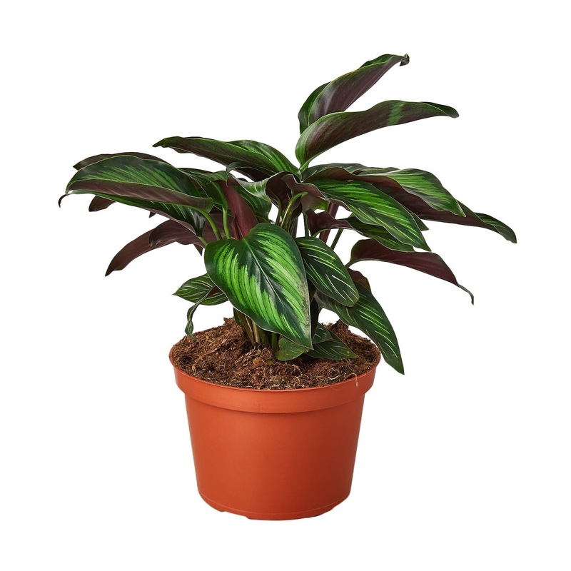Calathea ‘Beauty Star’ – 6 Pot – NURSERY POT ONLY
