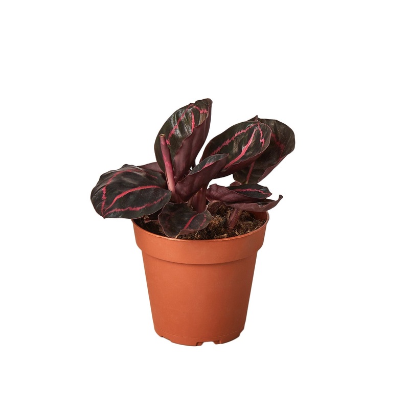 Calathea ‘Dottie’ – 4 Pot – NURSERY POT ONLY