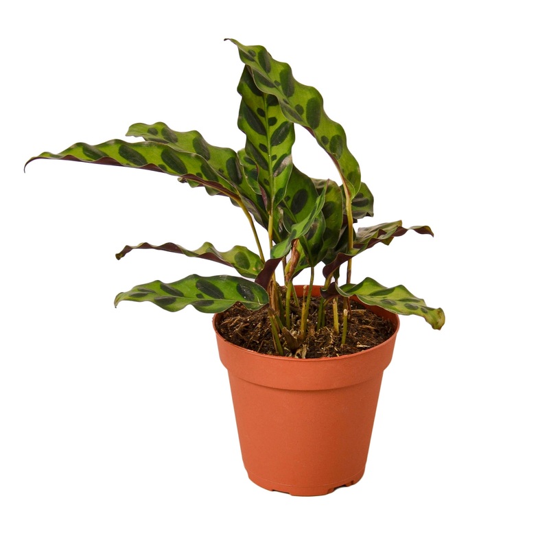 Calathea Lancifolia ‘Rattlesnake’ – 4 Pot – NURSERY POT ONLY