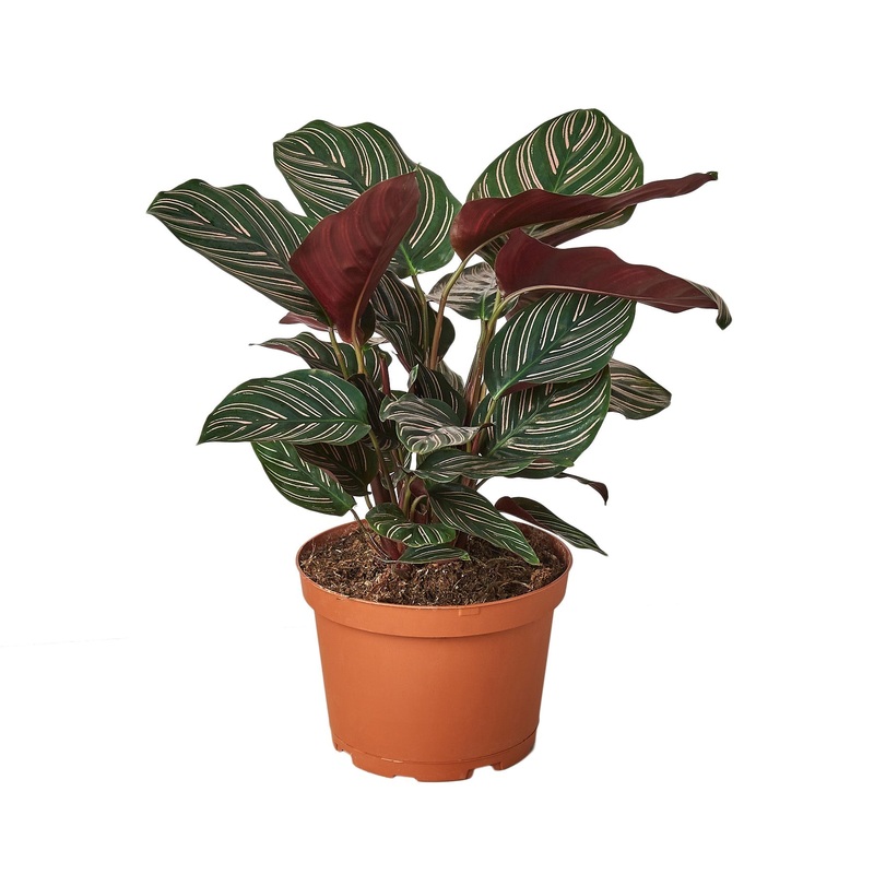 Calathea ‘Ornata’ – 6 Pot – NURSERY POT ONLY