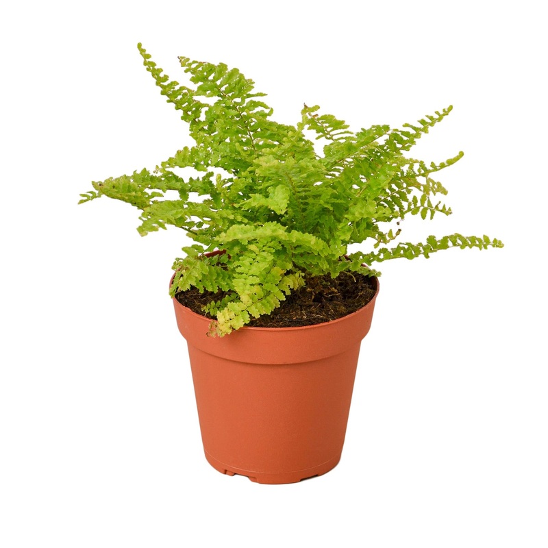 Cotton Candy Fern – 4 Pot – NURSERY POT ONLY
